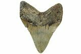 Bargain, Fossil Megalodon Tooth - Serrated Blade #308230-2